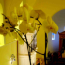 Magyarország első Bach orgonája a ceglédi evangélikus templomban.