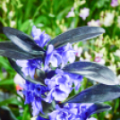 Orchideák éjszakája az Oázis kertészetben