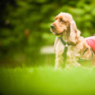 A kedvencek visszatértek