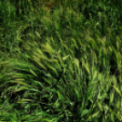 Karanténséta a Gerje parton