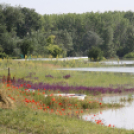 Ceglédi önkéntesek az árvízi védekezésben