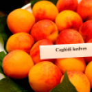 Kajszibarack tanácskozás a Gyümölcskutatóban