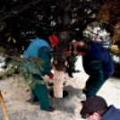 Megérkezett a város karácsonyfája