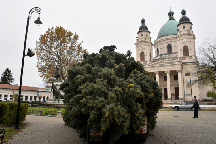 Megérkezett a város karácsonyfája