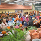 Családi tökfaragás az Oázis Kertészetben