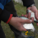 Éhmann Ferenc Emlék Kupa