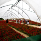 Kovács Zoltánra emlékeztek Csemőben