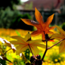 Színpompás bemutató