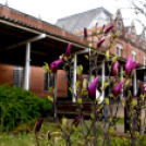 Két új magnóliafát ültettek