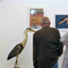 A Duna-Delta Szárazföldi- és Vízi Madárvilága