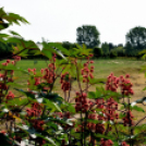 Együttműködésbe kezdett a csemői Marosi Faiskola és a Nemzeti Agrárkutatási és Innovációs Központ