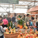 Családi tökfaragás az Oázis Kertészetben