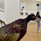 AbrakaVadra - Finisszázs