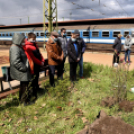 Két új magnóliafát ültettek