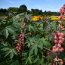 A növénynemesítő nyomában