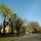 Halló Cegléd - Rákóczi út