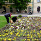 Ments meg egy árvácskát!