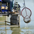 Éhmann Ferenc Horgászverseny