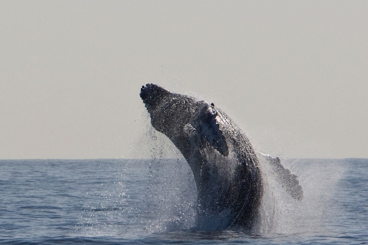 Vagyont érő bálnahányást talált Mallorcán két spanyol férfi