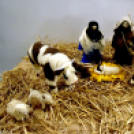 Betlehemi jászol pályázat