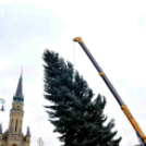 Felállították a város karácsonyfáját