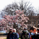 Két új magnóliafát ültettek