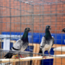 Galambkiállítás Cegléden