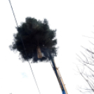 Megérkezett a város karácsonyfája