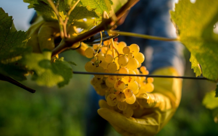 Elkezdődött a szüret