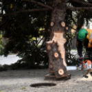 Megérkezett a város karácsonyfája