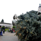 Felállították a város karácsonyfáját
