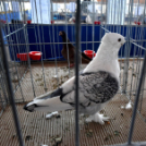 Galambkiállítás Cegléden