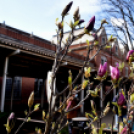 Két új magnóliafát ültettek