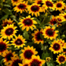 Együttműködésbe kezdett a csemői Marosi Faiskola és a Nemzeti Agrárkutatási és Innovációs Központ