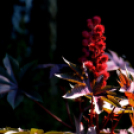 Színpompás bemutató