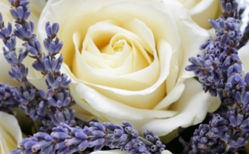 Rózsák és levendulák hétvégéje a ceglédi Oázis kerészetben