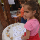 Rózsák Hétvégéje - Oázis Kertészeti Áruház