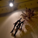 Rendezvénysorozat Dante emlékére