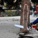 Felállították a város karácsonyfáját