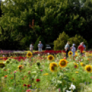Kováts Zoltán Emlékülés Csemőben