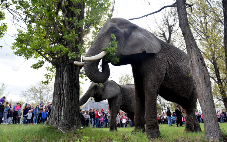 Elefántok érkeztek a Vörösmarty térre
