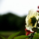 Együttműködésbe kezdett a csemői Marosi Faiskola és a Nemzeti Agrárkutatási és Innovációs Központ