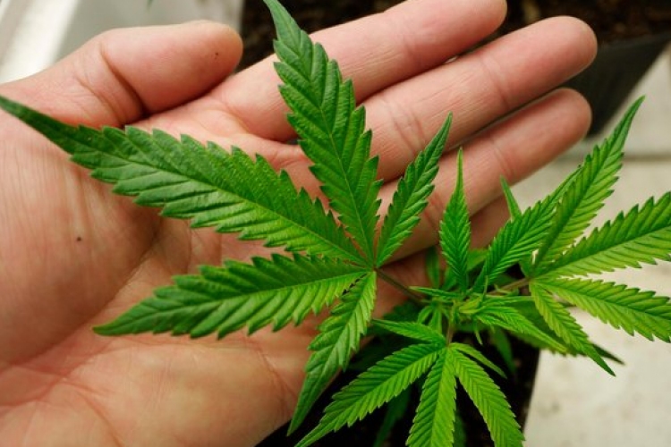 A rendőrség 101 tő cannabist talált egy becskei ház udvarán