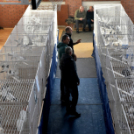 Galambkiállítás Cegléden