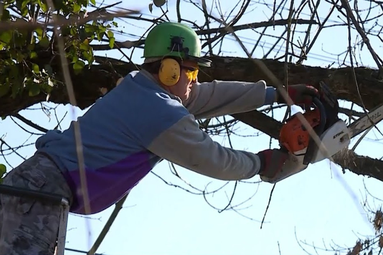 Lakossági tájékoztatás tavaszi fasori munkálatokról