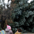 Felállították a város karácsonyfáját