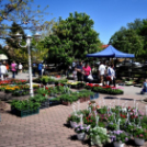 Virágvásár és főzőfesztivál Csemőben