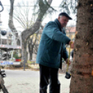 Felállították a város karácsonyfáját