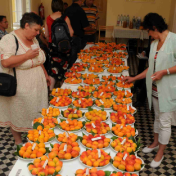 Kajszibarack tanácskozás a Gyümölcskutatóban