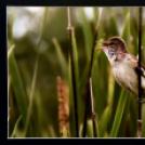 Megnyílt a Ceglédi Fotóklub kiállítása